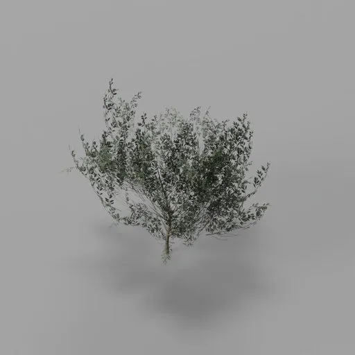 Silver Willow