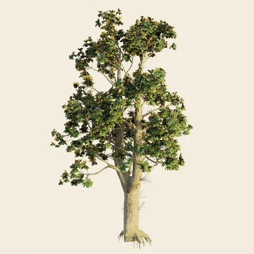 Southern Magnolia