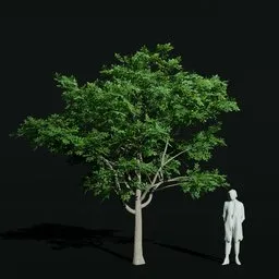 Gumbo Limbo Mature Var