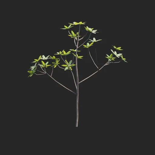 Mangrove Plant + Geometry Nodes + Animation