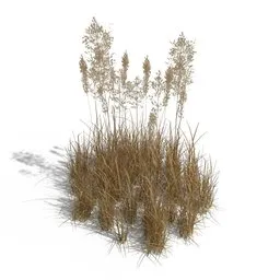 Bent Grass Dry