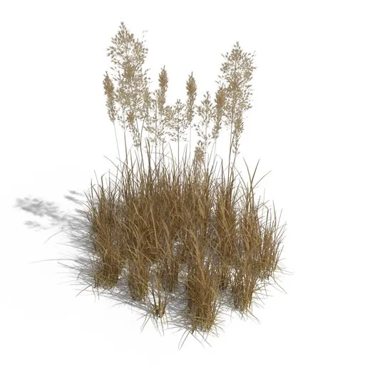 Bent Grass Dry