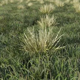Grass Alpine Bunch Smaller