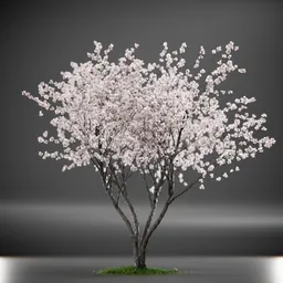 Tree Amelanchier Animated