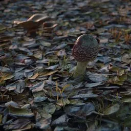 Toadstool
