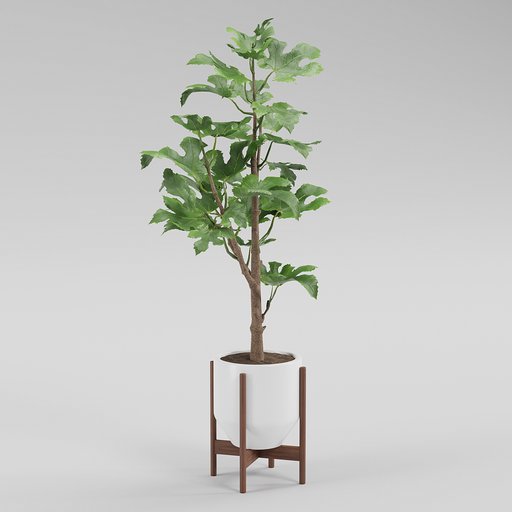 Thumbnail: Fig plant