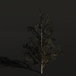 Tree ScotsPine d1