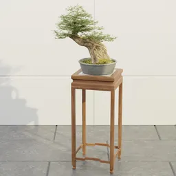 Ancient Cedar Bonsai