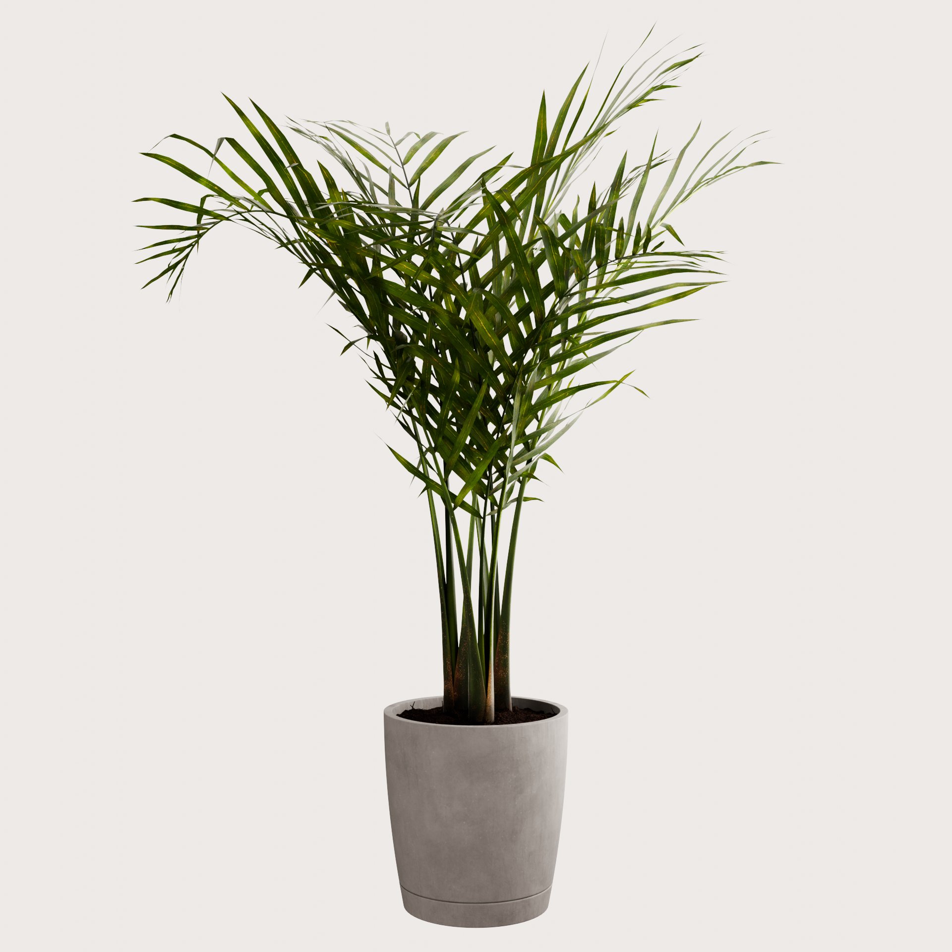 Majesty Palm | Indoor Plants models | BlenderKit