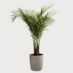 Majesty Palm