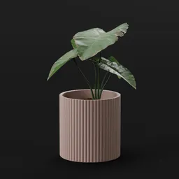 Elephant Ear Taro Juvenile Var Potted