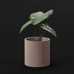 Elephant Ear Taro Juvenile Var Potted