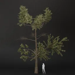 SJ-Fresh Meadow Pine Tree