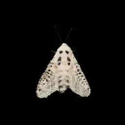 Wild Moth