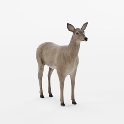Deer Female