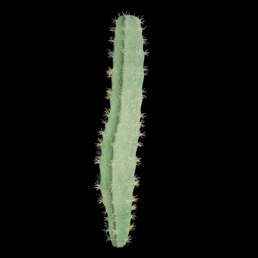 Realistic Cactus