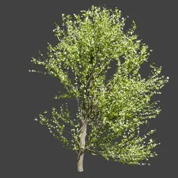 Spring Sakura Tree