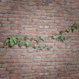 Ivy Creeper Side 1M 03