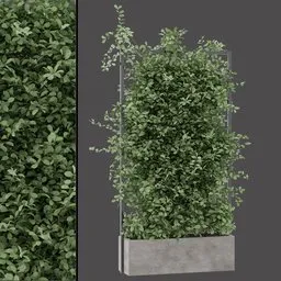 Balcony Trellis Plant