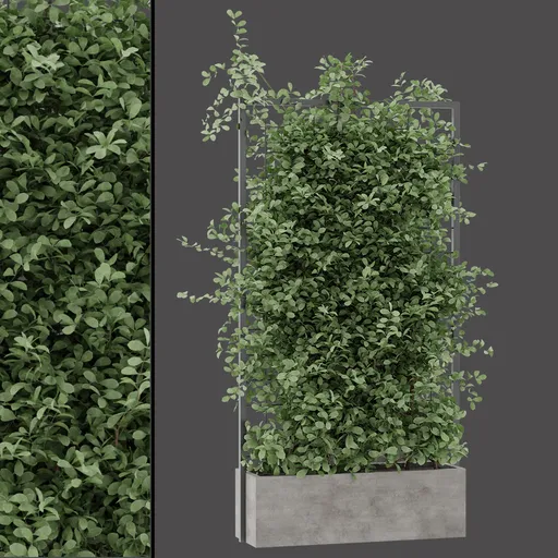 Balcony Trellis Plant
