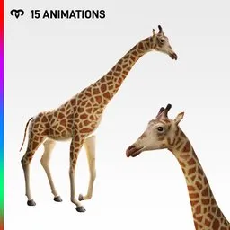 Female Giraffe + Animations