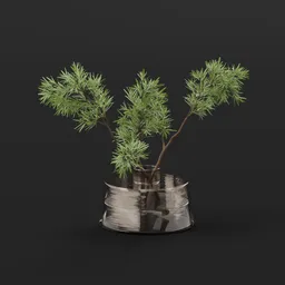 Plant