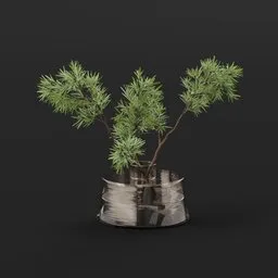 Plant