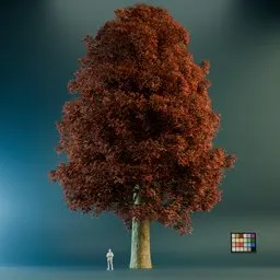 Acer Saccharum Big Tree