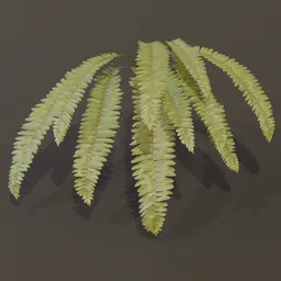 Hart Tongue Fern Wall