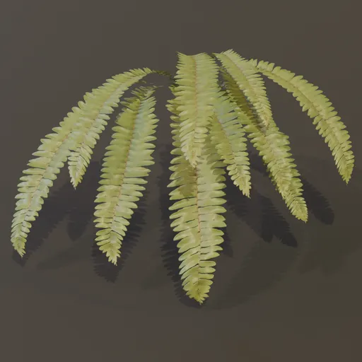 Hart Tongue Fern Wall