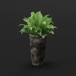 Nest Fern