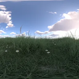 Morning sunshine grass