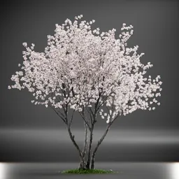 Tree Amelanchier Animated