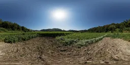 Daytime high dynamic range image of sweet potato fields under clear blue skies, ideal for realistic scene lighting.