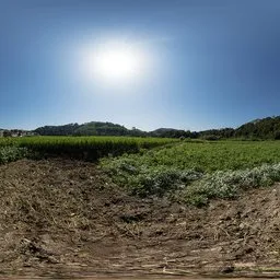 Sweet potato field during the day