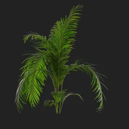 Kentia Palm Plant
