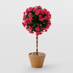 Rose Bush Standardised Red