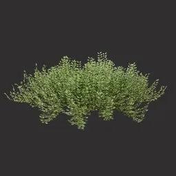 Decorative Green Bush