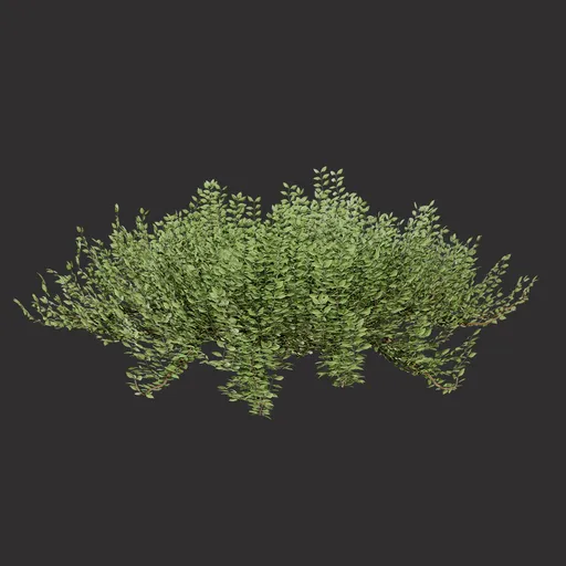 Decorative Green Bush