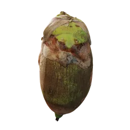 Attalea speciosa Fruit