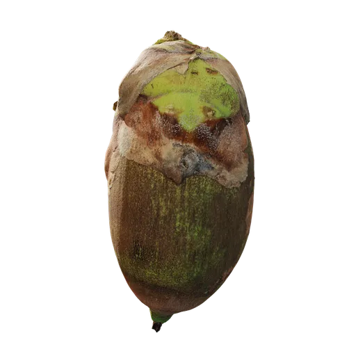 Attalea speciosa Fruit