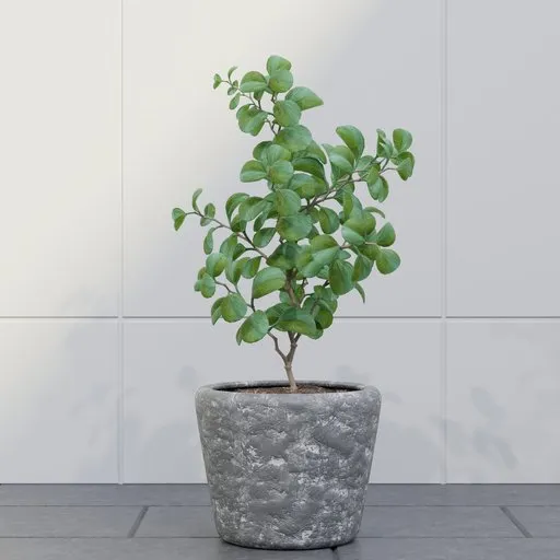 Green Foliage Potted Plant