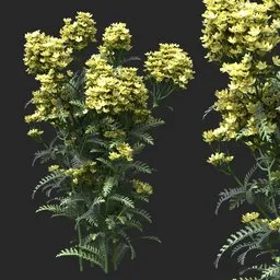 Golden Yellow Clustered Flowering Plant
