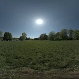 Sunny Grass Field