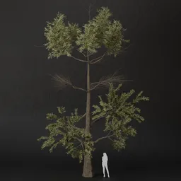 SJ-Spring Whisper Pine Tree