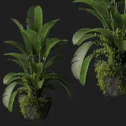 Plant 6 from *vip collection*