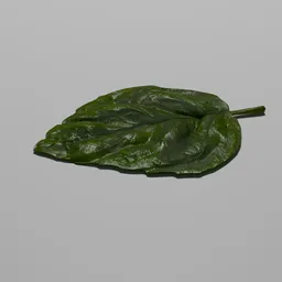 Basil leaf
