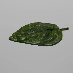 Basil leaf