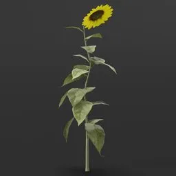 Realistic 3D sunflower model with color-change node, ideal for virtual gardens and outdoor Blender scenes.