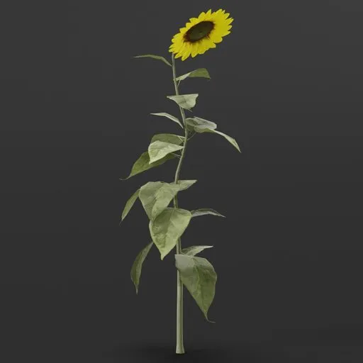 Realistic 3D sunflower model with color-change node, ideal for virtual gardens and outdoor Blender scenes.